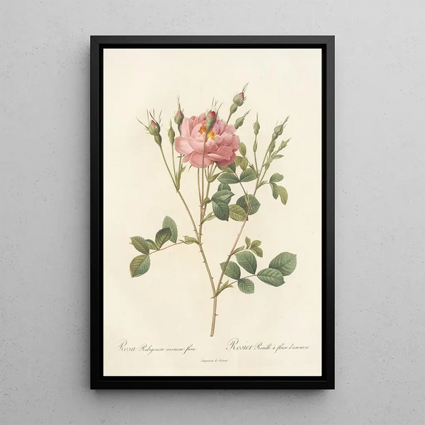 Rosa Rubiginosa AnemoneFlora - Pierre Joseph Redouté — indrammet kunstværk på væggen