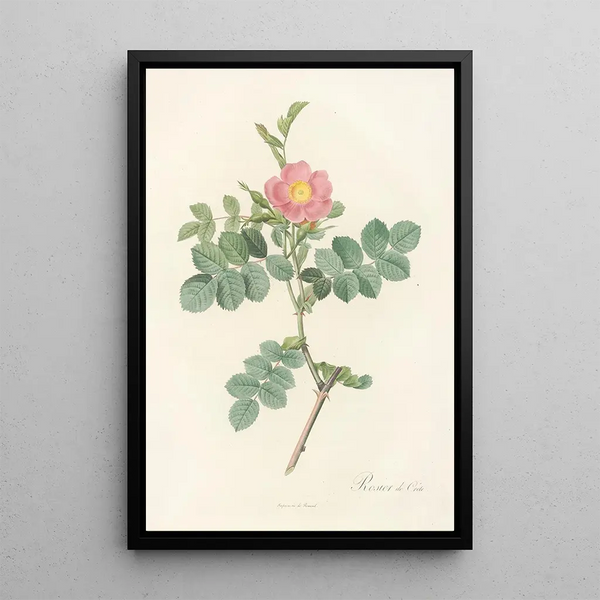 Rosa Rubiginosa Cretica - Pierre Joseph Redouté — indrammet kunstværk på væggen