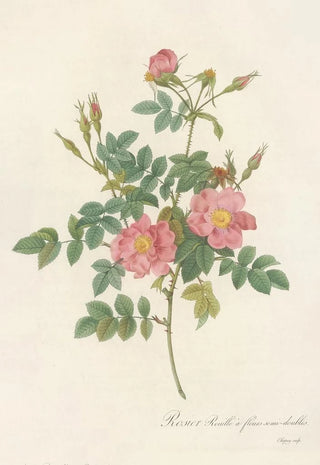 Pierre Joseph Redout - Rosa Rubiginosa Flore SemiPleno.webp