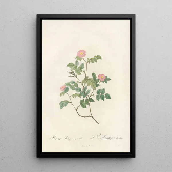Rosa Rubiginosa Nemoralis - Pierre Joseph Redouté — indrammet kunstværk på væggen