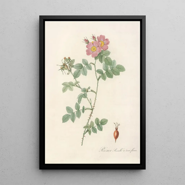 Rosa Rubiginosa Triflora - Pierre Joseph Redouté — indrammet kunstværk på væggen