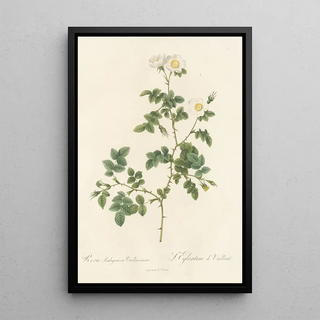 Pierre Joseph Redout - Rosa Rubiginosa Vaillantiana.webp