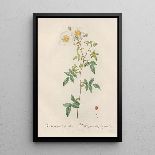 Rosa SemperVirens Globosa - Pierre Joseph Redouté — indrammet kunstværk på væggen