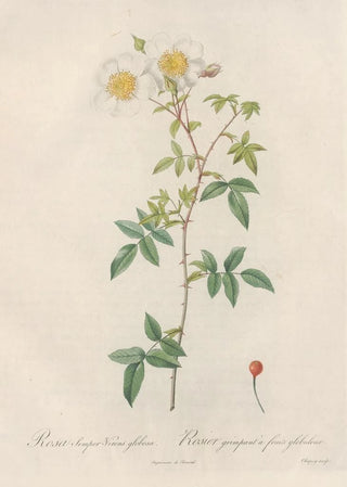 Pierre Joseph Redout - Rosa SemperVirens Globosa.webp