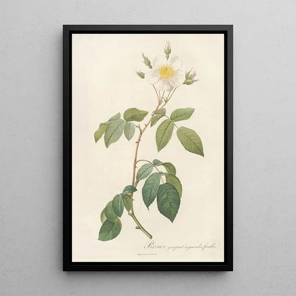 Rosa Sempervirens Latifolia - Pierre Joseph Redouté — indrammet kunstværk på væggen