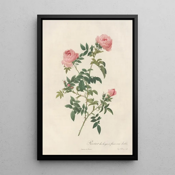 Rosa Sepium Flore Submultiplici - Pierre Joseph Redouté — indrammet kunstværk på væggen