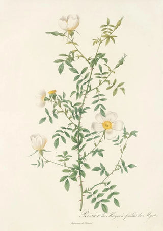 Pierre Joseph Redout - Rosa Sepium Myrti Folia.webp