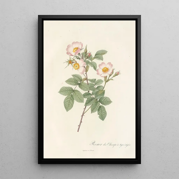 Rosa Stylosa - Pierre Joseph Redouté — indrammet kunstværk på væggen