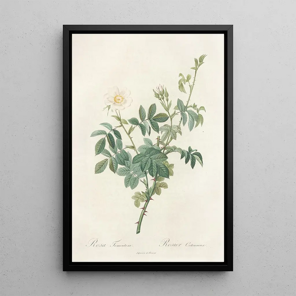 Rosa Tomentosa - Pierre Joseph Redouté — indrammet kunstværk på væggen