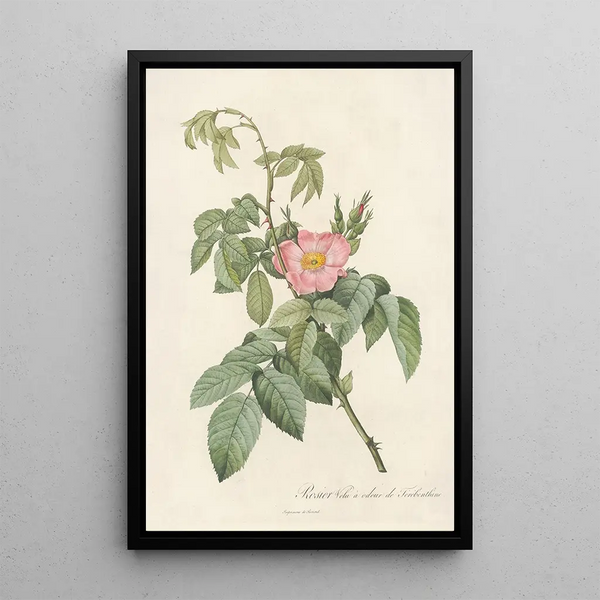 Rosa Villosa Therebenthina - Pierre Joseph Redouté — indrammet kunstværk på væggen