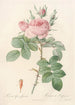 Rosa bifera Officinalis - Pierre Joseph Redouté — visning af kunstværket