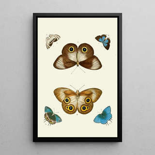 Pieter Cramer - De uitlandsche kapellen voorkomende in de drie waerelddeelen Asia Africa en America pl06.webp