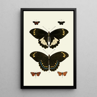 Pieter Cramer - De uitlandsche kapellen voorkomende in de drie waerelddeelen Asia Africa en America pl07.webp