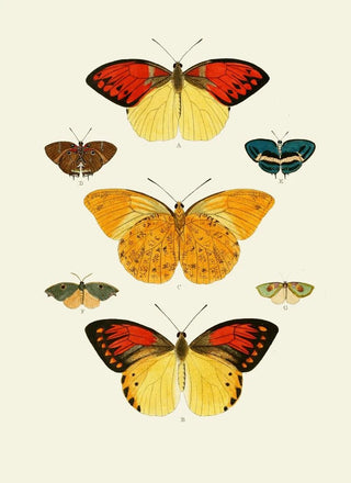 Pieter Cramer - De uitlandsche kapellen voorkomende in de drie waerelddeelen Asia Africa en America pl36.webp