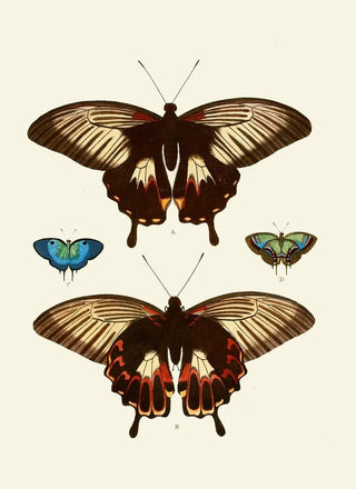 Pieter Cramer - De uitlandsche kapellen voorkomende in de drie waerelddeelen Asia Africa en America pl40.webp