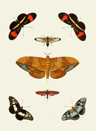 Pieter Cramer - De uitlandsche kapellen voorkomende in de drie waerelddeelen Asia Africa en America pl45.webp