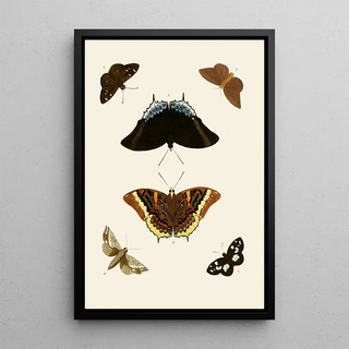 Pieter Cramer - De uitlandsche kapellen voorkomende in de drie waerelddeelen Asia Africa en America pl74.webp