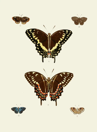 Pieter Cramer - De uitlandsche kapellen voorkomende in de drie waerelddeelen Asia Africa en America pl93.webp