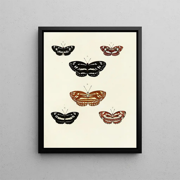 Pieter Cramer - Foreign butterflies occurring in the three continents Asia Africa and America Pl102.webp