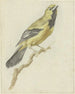 Loriot gul Icterus nigrogularis - Pieter Gevers — visning af kunstværket