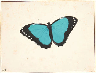 Pieter Holsteijn - En eksotisk.webp