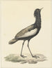 Baardtrap (Eupodotis bengalensis) - Pieter Pietersz Barbiers — visning af kunstværket