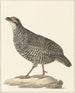 Francolin de Chine Excalfactoria chinensis - Pieter Pietersz. Barbiers — visning af kunstværket