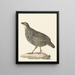 Francolin de Chine Excalfactoria chinensis - Pieter Pietersz. Barbiers — indrammet kunstværk på væggen