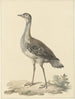 Denhams fælde Neotis denhami - Pieter Pietersz. Barbiers — visning af kunstværket