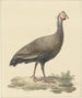 Helmparelhoen - Pieter Pietersz. Barbiers — visning af kunstværket