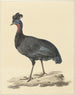 Pintade huppée - Pieter Pietersz. Barbiers — visning af kunstværket
