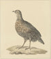 Perdrix - Pieter Pietersz. Barbiers — visning af kunstværket