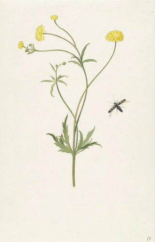 Pieter Withoos - Dubbele gele ranonkel en insekt.webp