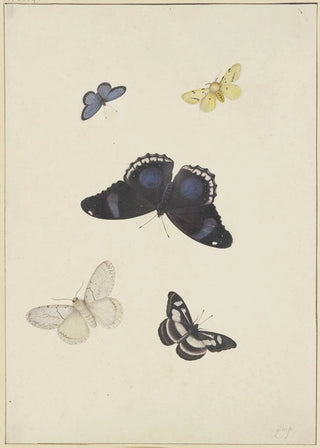 Pieter Withoos - Five butterflies.webp