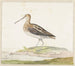 Bécassine - Pieter Withoos — visning af kunstværket