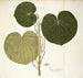 Piper umbellatum - Nikolaus Joseph Freiherr von Jacquin — visning af kunstværket