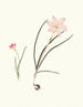 Zephyranthes carinatus 2 Zephyranthes rosea - Priscilla Susan Bury — visning af kunstværket