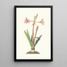 Amaryllis Vittata Minor - Priscilla Susan Bury — indrammet kunstværk på væggen