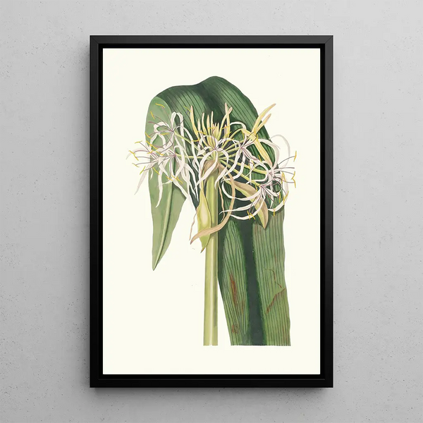 Crinum Declinatum - Priscilla Susan Bury — indrammet kunstværk på væggen