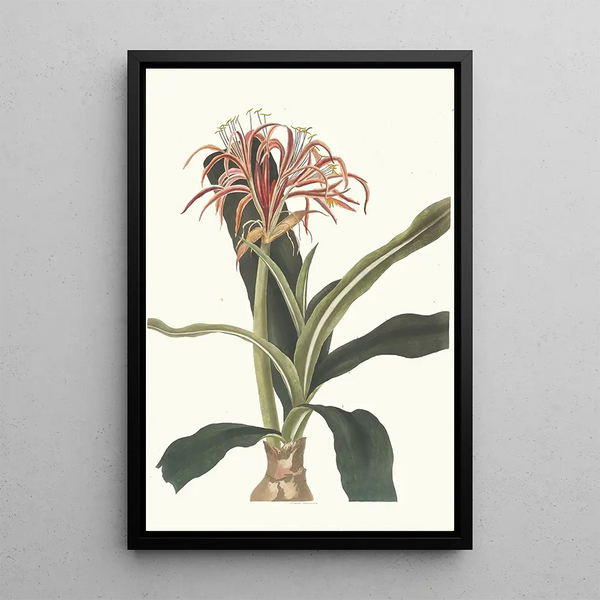 Crinum Hybridum Pedunculatum og Zeylanicum - Priscilla Susan Bury — indrammet kunstværk på væggen
