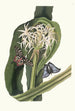 Crinum Pedunculatum Lys de rivière - Priscilla Susan Bury — visning af kunstværket