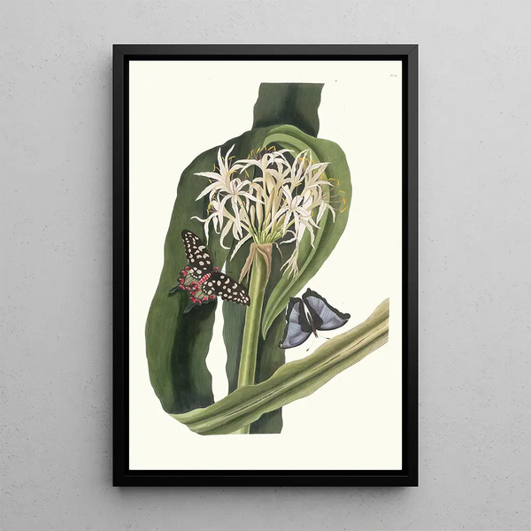 Crinum Pedunculatum Lys de rivière - Priscilla Susan Bury — indrammet kunstværk på væggen