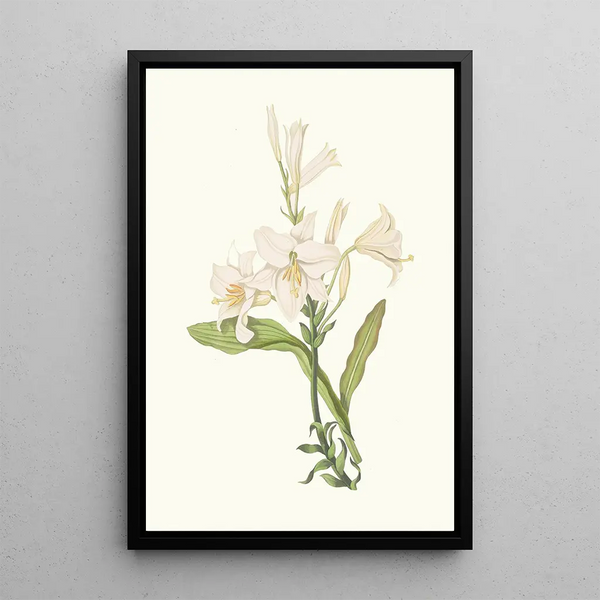 Lilium Candidum - Priscilla Susan Bury — indrammet kunstværk på væggen
