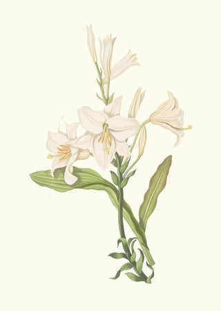 Priscilla Susan Bury - Lilium Candidum.webp
