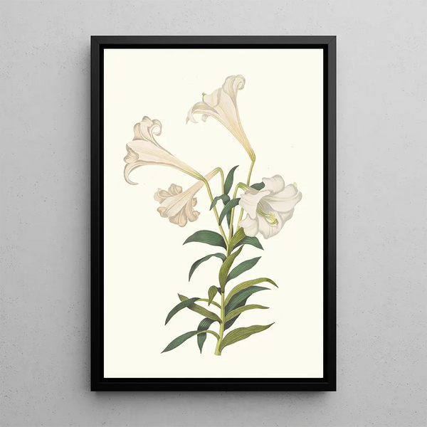 Lilium Longiflorum - Priscilla Susan Bury — indrammet kunstværk på væggen