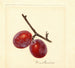 Prunus domestica Illinois Ironclad - Anonym — visning af kunstværket