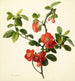 Pyrus japonica japansk pære - Mary Lawrance — visning af kunstværket