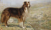 Mens hunden hviler, kan hyrden sove - R. S. Moseley — visning af kunstværket