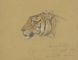 Raden Saleh - Kop van een Tijger.webp