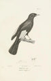 Centurie zoologique Pl06 - René Primevère Lesson — visning af kunstværket